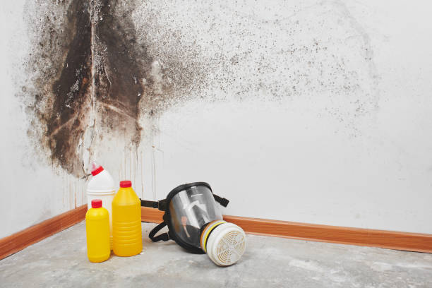 Best Attic Mold Remediation in Stem, NC