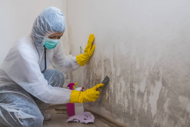 Best Emergency Mold Remediation in Stem, NC