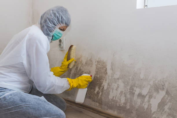 Best HVAC Mold Remediation in Stem, NC