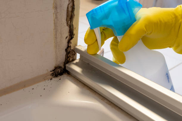 Best Basement Mold Remediation in Stem, NC