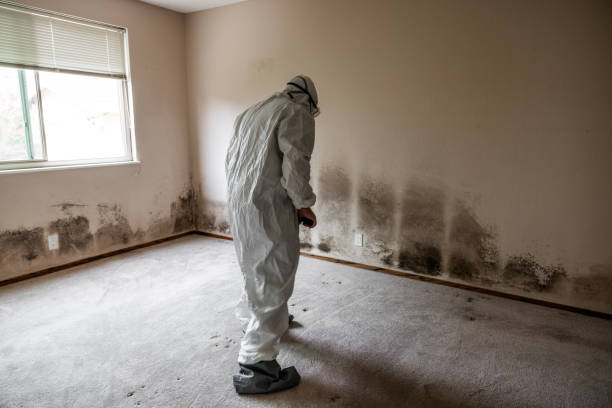 Best Post-Flood Mold Remediation in Stem, NC