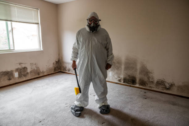 Best Health and Safety Mold Remediation in Stem, NC