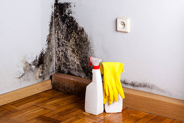 Best Crawl Space Mold Remediation in Stem, NC
