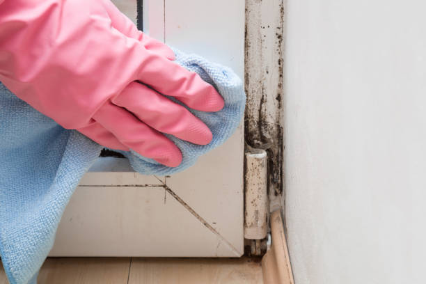 Best DIY Mold Remediation Support Services in Stem, NC