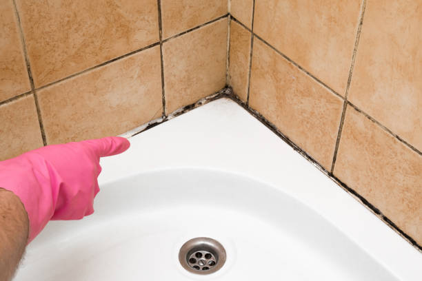 Best Preventive Mold Services in Stem, NC